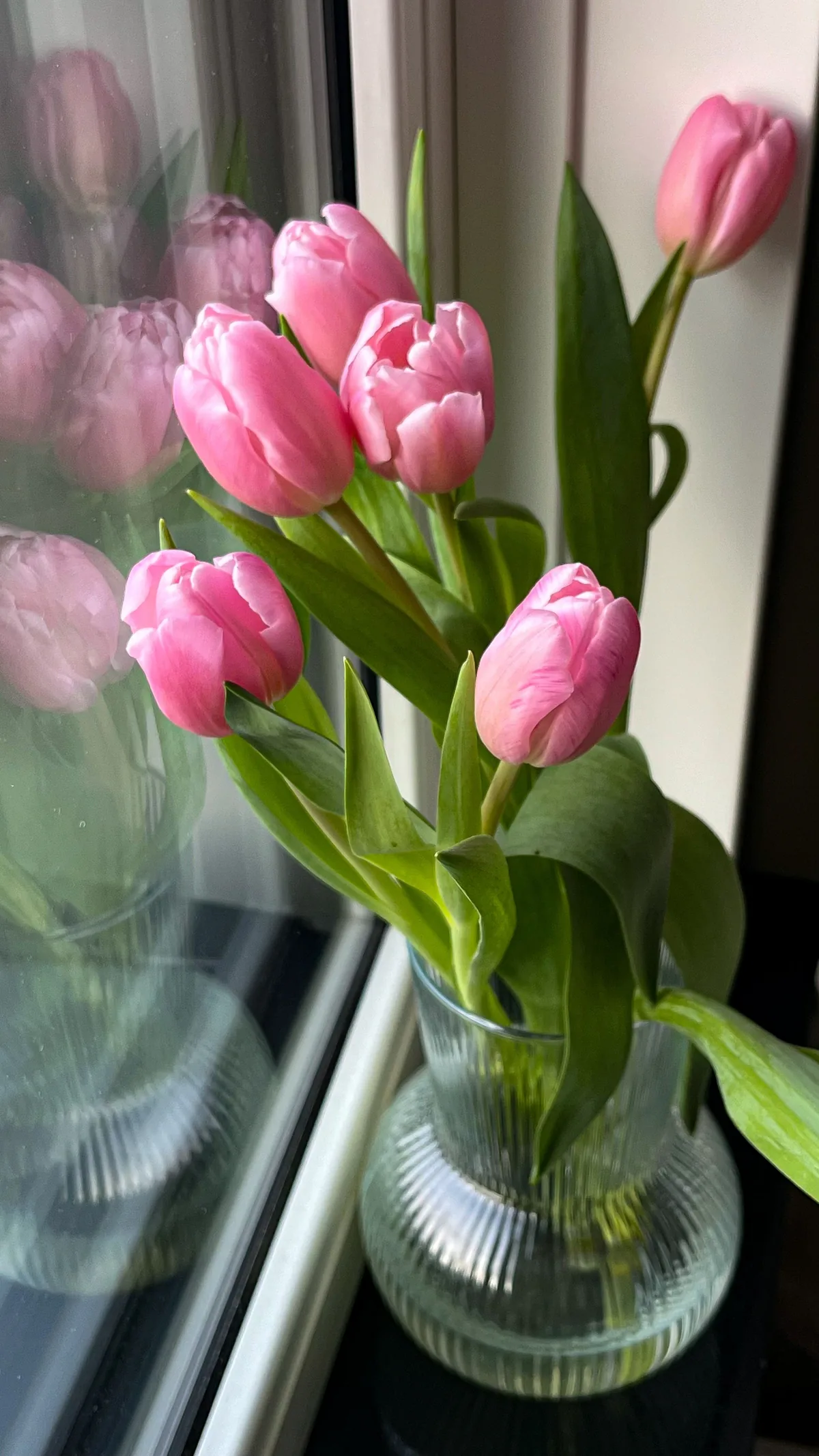 Rosa Tulpen in einer Glasvase an einem hellen Fenster